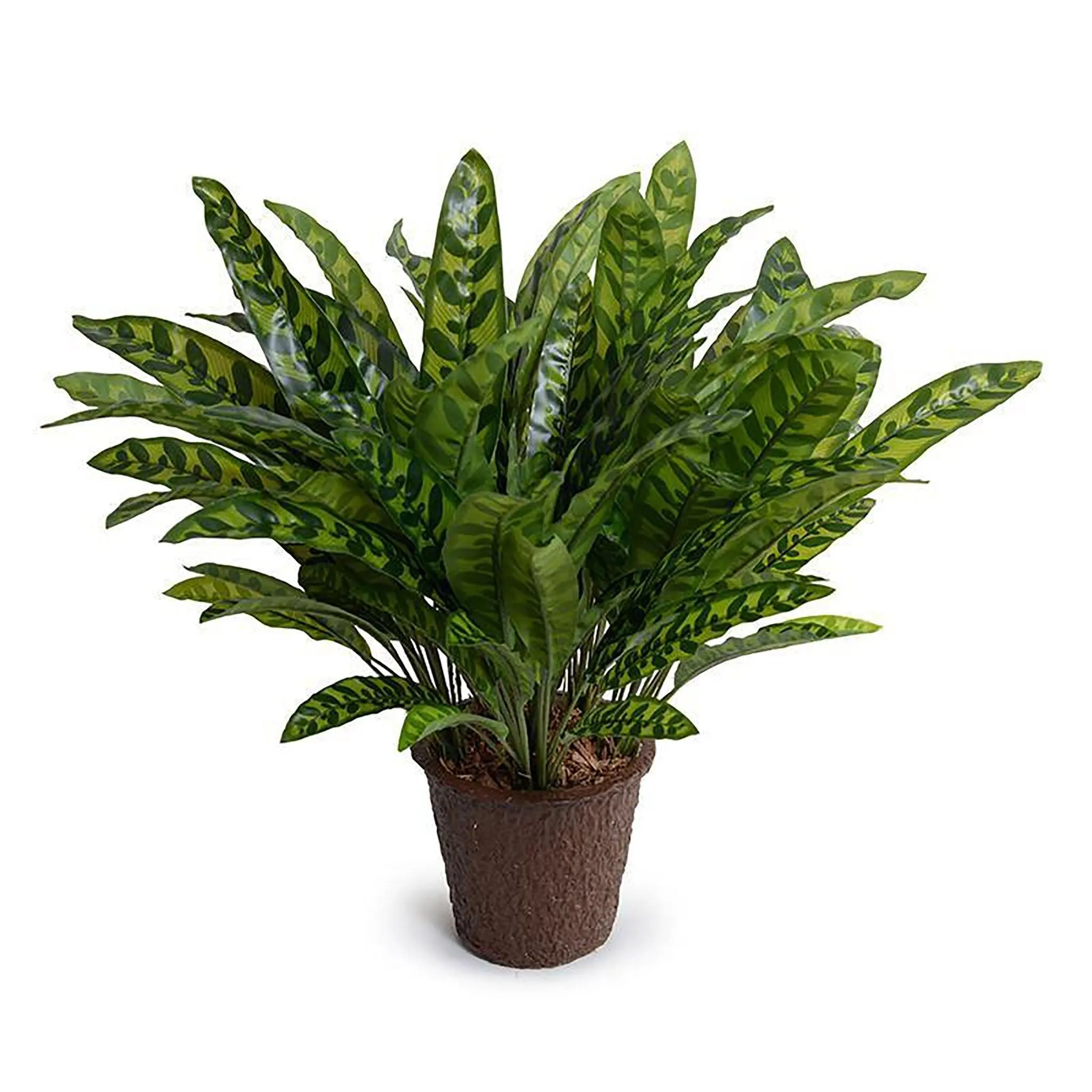 Aglaonema Plant 18"