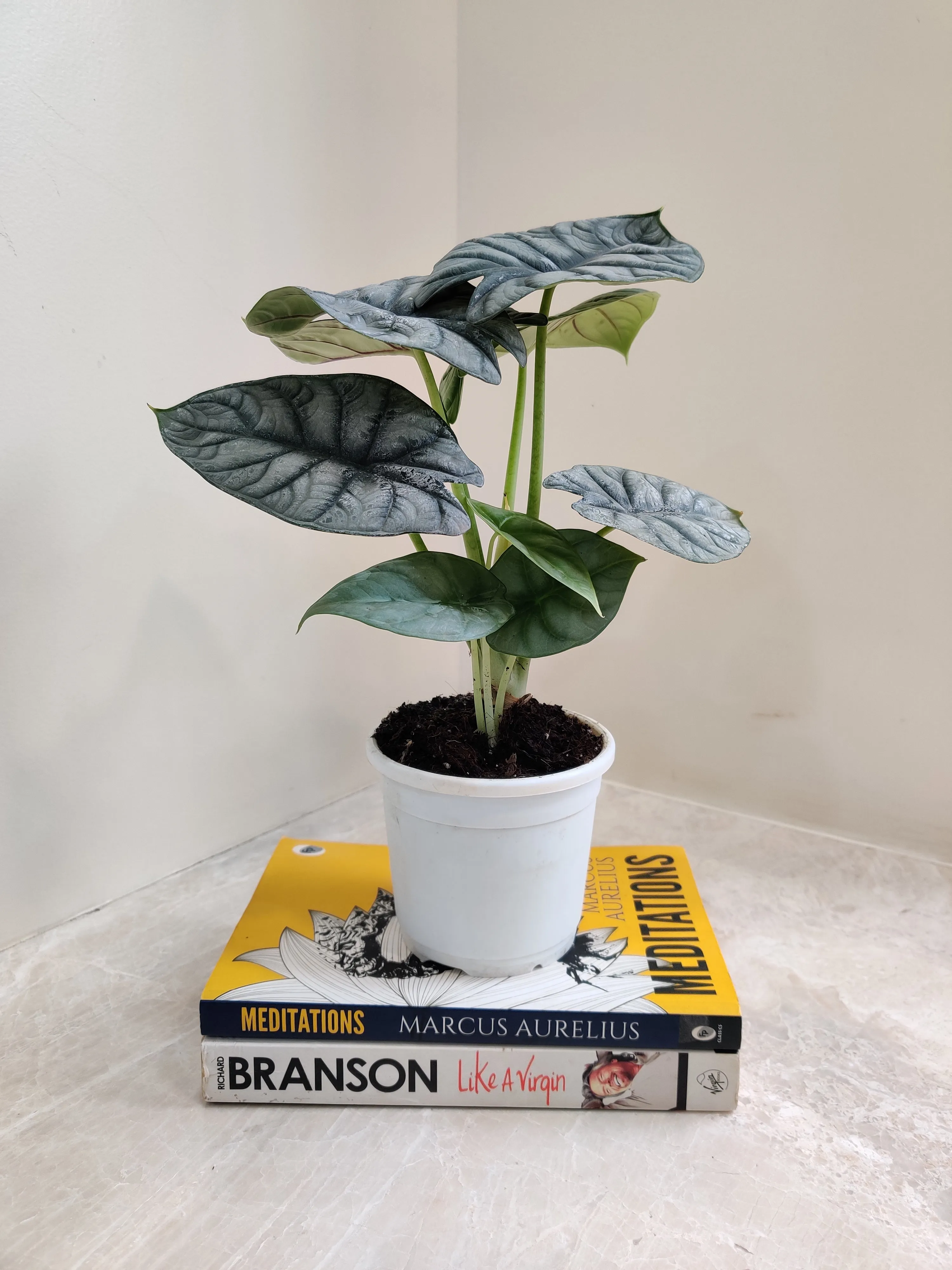 Alocasia Silver Dragon Plant