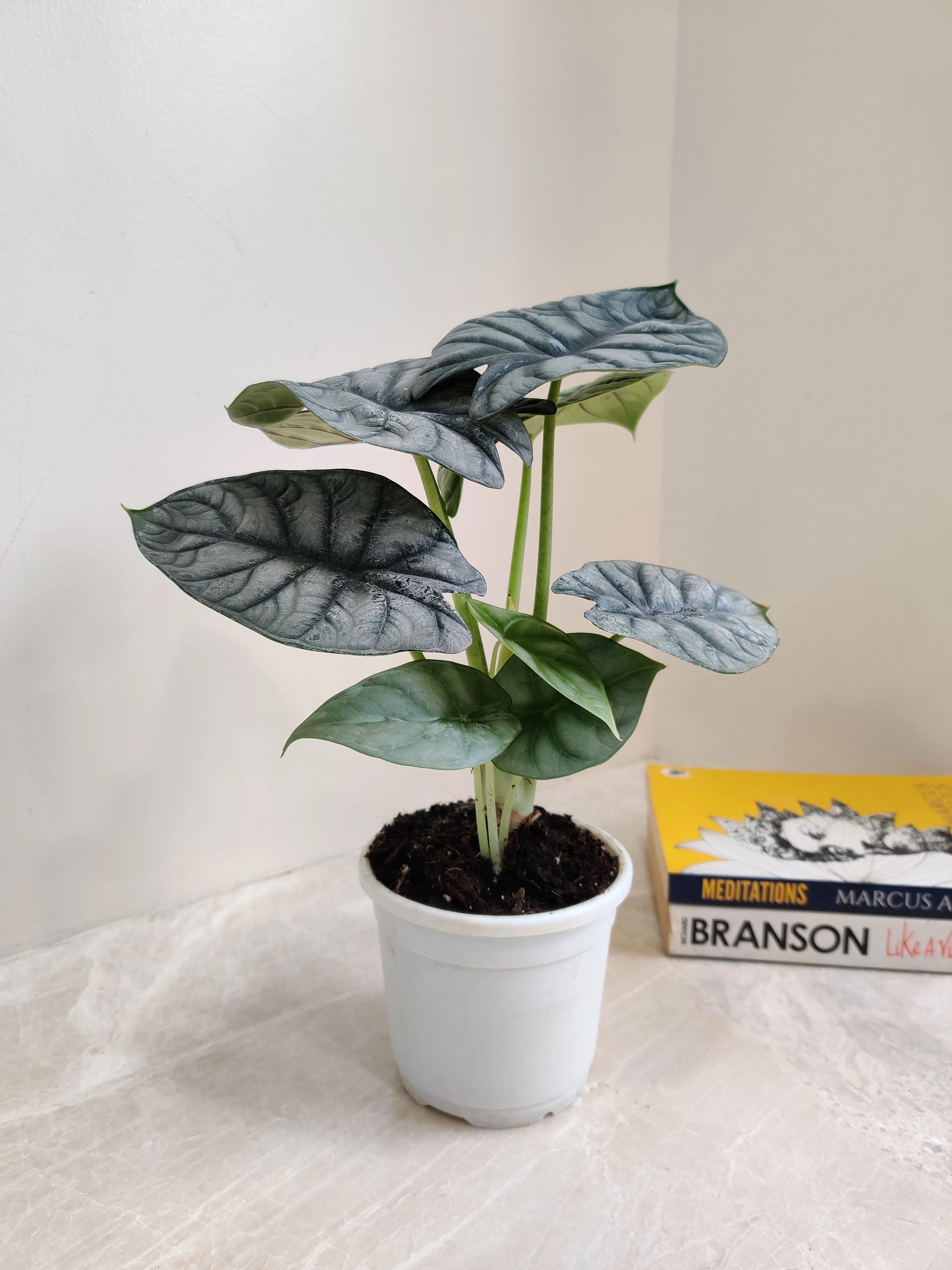 Alocasia Silver Dragon Plant