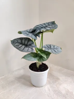 Alocasia Silver Dragon Plant