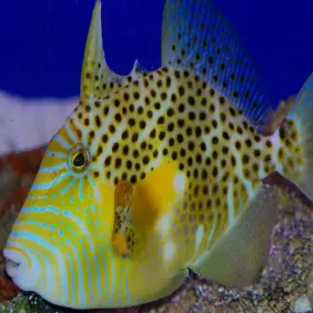 Golden Heart Triggerfish: Vibrant African Species with Unique Heart-Shaped Trigger