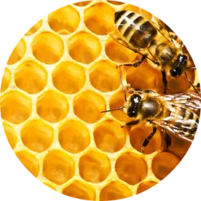 Honeycomb Absolute - Living Libations