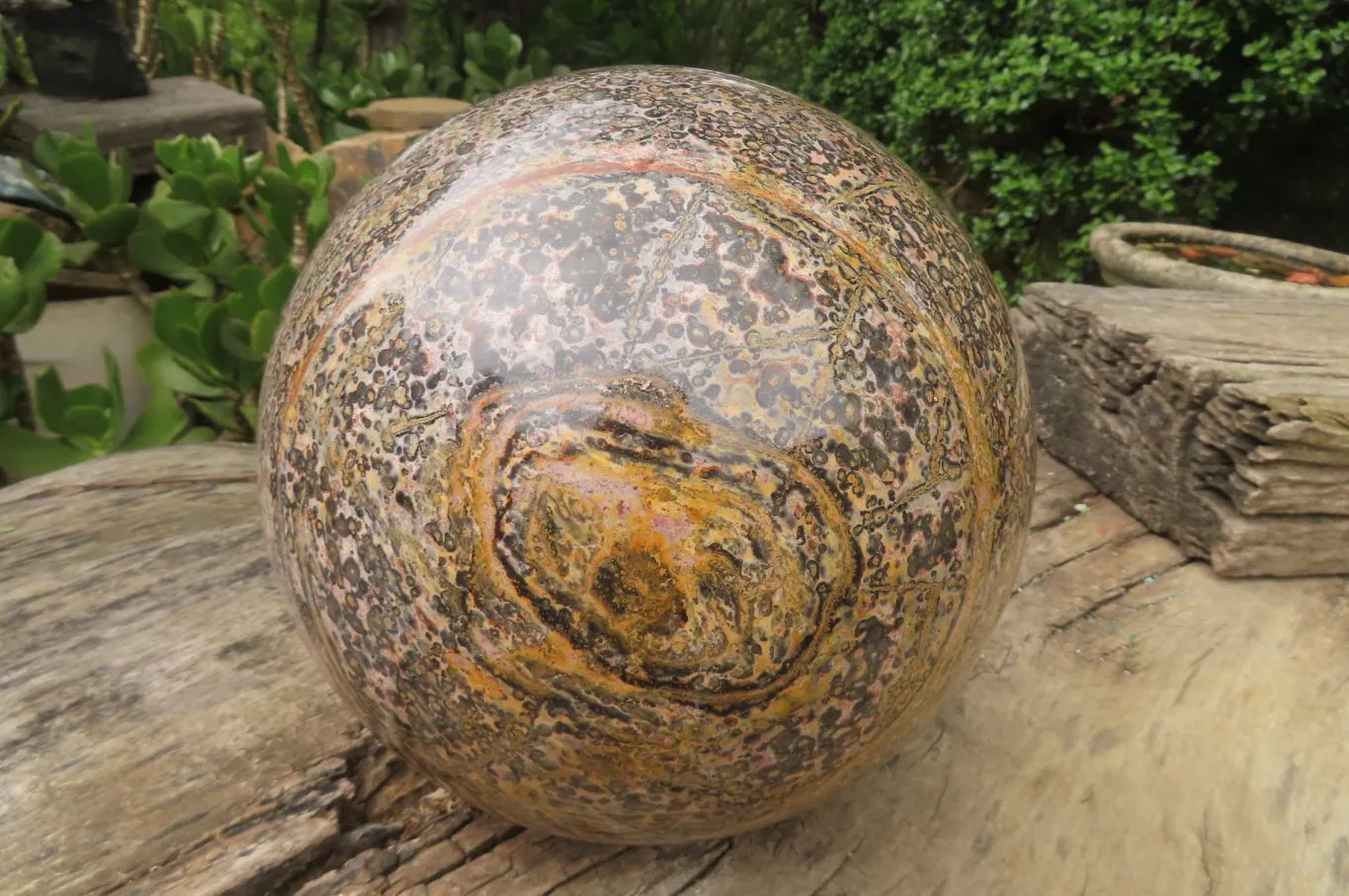 Polished Snakeskin Jasper Sphere x 1 From Australia