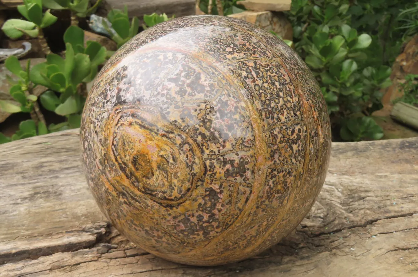 Polished Snakeskin Jasper Sphere x 1 From Australia