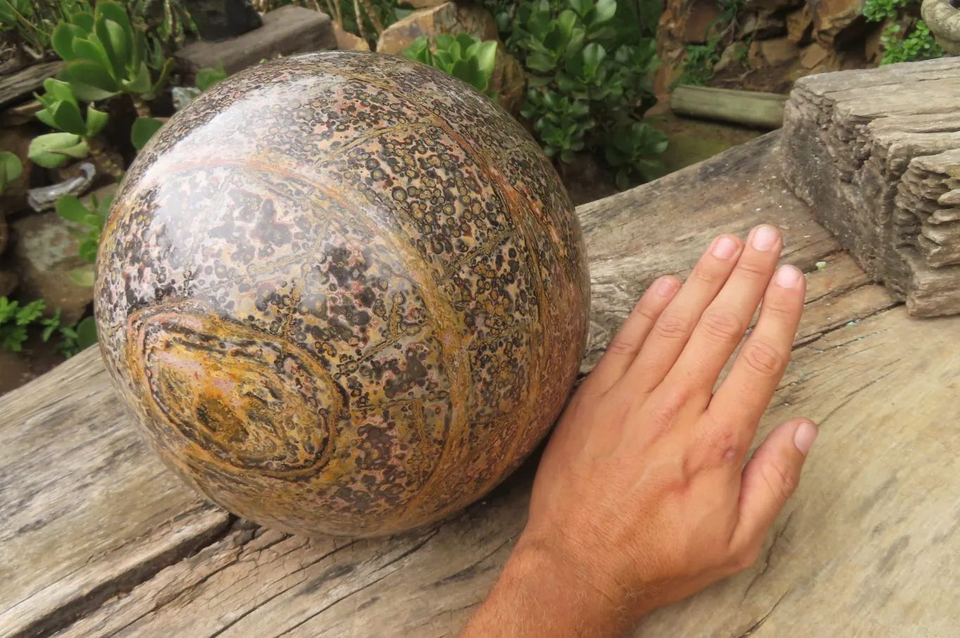 Polished Snakeskin Jasper Sphere x 1 From Australia