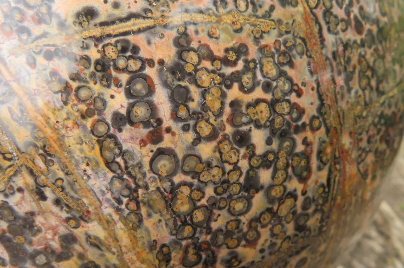 Polished Snakeskin Jasper Sphere x 1 From Australia