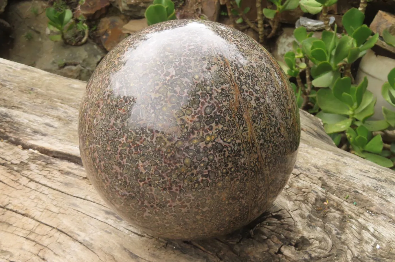 Polished Snakeskin Jasper Sphere x 1 From Australia