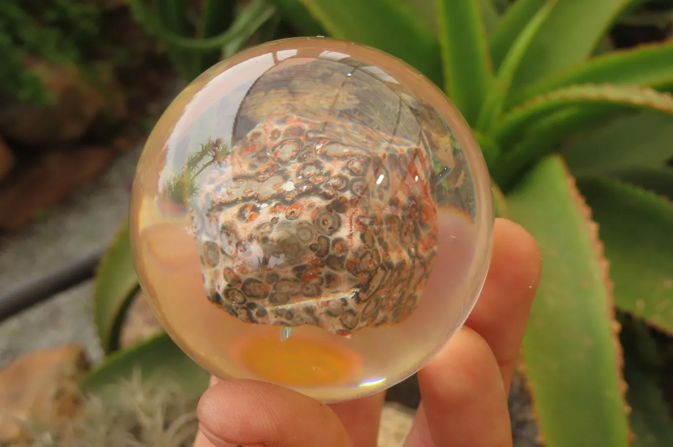 Polished Snakeskin Rhyolite Jasper cobbed piece in PVC Resin Paperweight Sphere - sold per item - From Australia