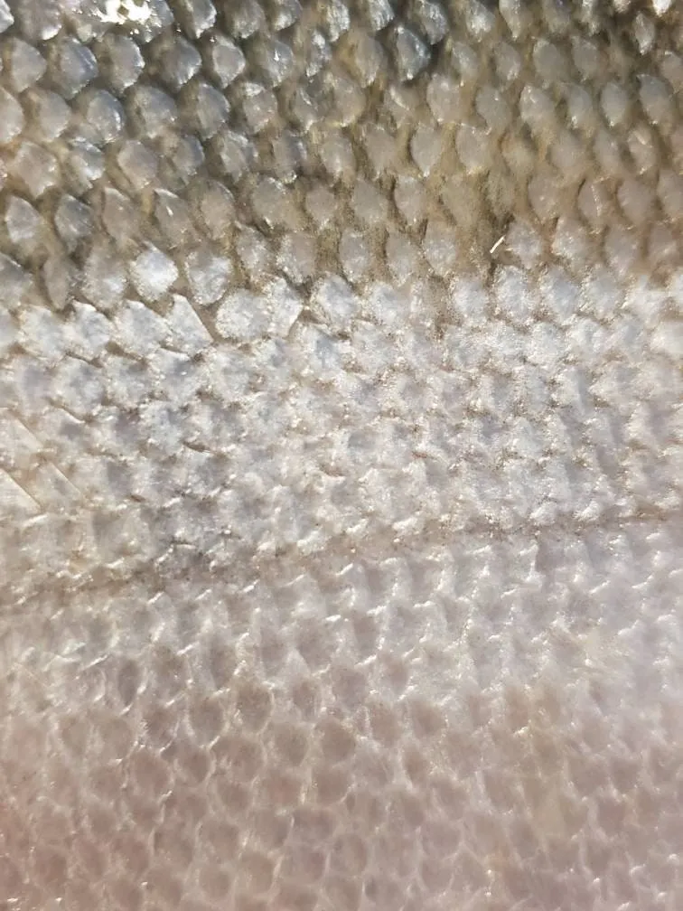 The Angela - Our Round Salmon Stud Earrings